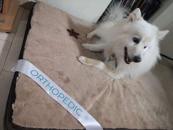 "בוא, יש מקום גם בשבילך - זה טוב לעצם הזנב". גוסט על הכרית האורתופדית // צילום: ספיר טל